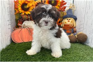 Rissa - Havanese for sale