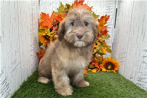 August - Havanese for sale