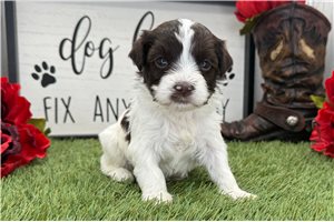 Patricia - puppy for sale