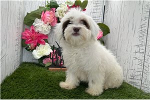 Cindy - Havanese for sale