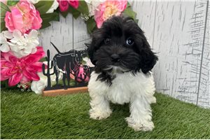 Cash - puppy for sale