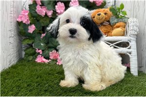 Valencia - Havanese for sale
