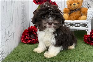 Christopher - Havanese for sale