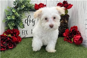 Jeremiah - Havanese for sale