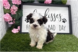 Tina - Havanese for sale