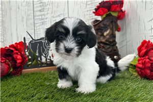 Mohanna - Havanese for sale