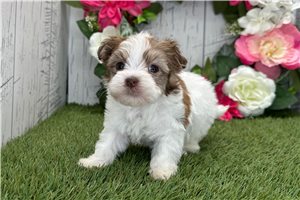 Millie - Havanese for sale