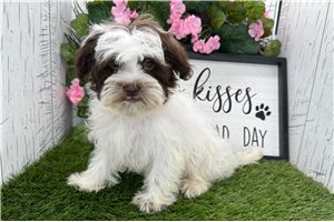 Dayla - Havanese for sale