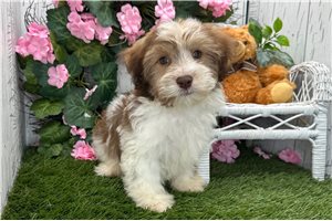 Figaro - Havanese for sale