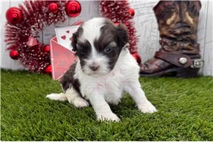 Tori - puppy for sale