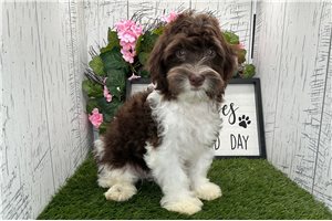 Christopher - Havanese for sale