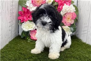Draco - Havanese for sale