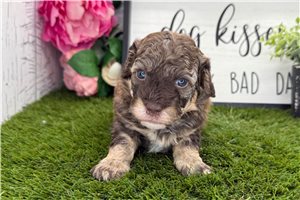 Henry - Havanese for sale