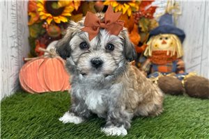 Foxy - Havanese for sale