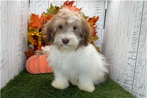 Figaro - Havanese for sale