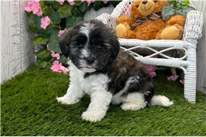 Axel - Havanese for sale