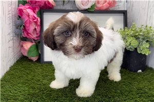Elizabeth - Havanese for sale