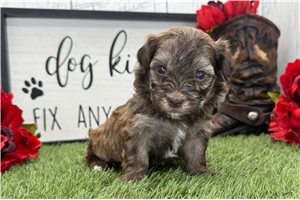 Pauly - Havanese for sale