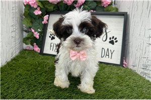 Tina - Havanese for sale