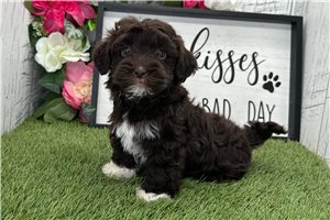 Puck - Havanese for sale