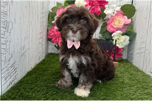 Drake - Havanese for sale