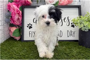 Victor - Havanese for sale