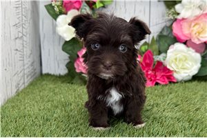 Mack - Havanese for sale
