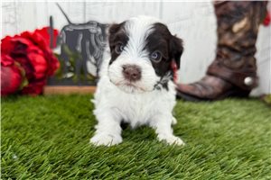 Tiffy - puppy for sale