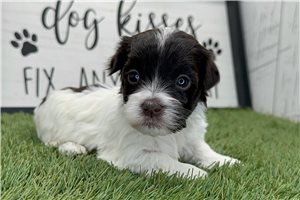 Odette - puppy for sale