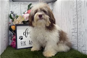 Frederick - puppy for sale