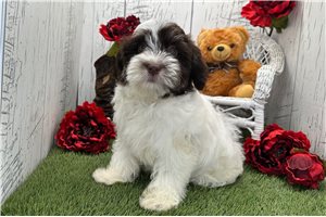 Nora - Havanese for sale