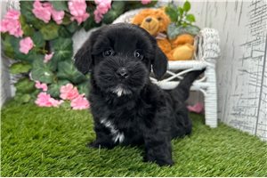 Zinnia - Havanese for sale