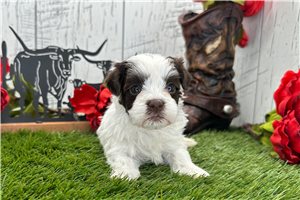 Dayla - puppy for sale