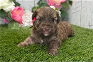 August - puppy for sale