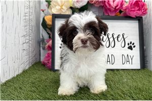 Hope - puppy for sale