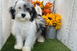Adam - Havanese for sale