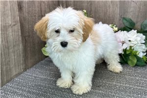 Loren - puppy for sale