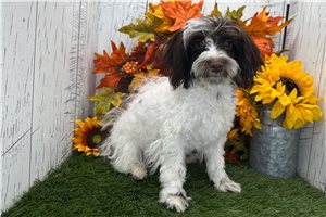Tiffy - Havanese for sale