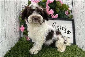 Tommy - Havanese for sale