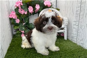 Delaney - Havanese for sale