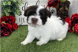 Katalina - Havanese for sale