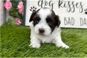 Rosalee - Havanese for sale