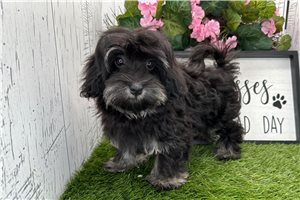 Mister - Havanese for sale