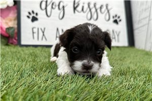Odin - Havanese for sale