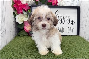 Charles - Havanese for sale
