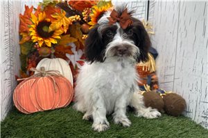 Tiffy - puppy for sale