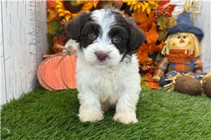 Brendan - Havanese for sale