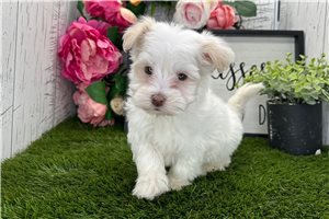 Zinnia - puppy for sale