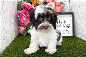 Lincoln - Havanese for sale