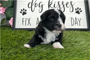 Byron - Havanese for sale